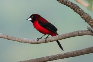 Tours de Avistamiento de Aves