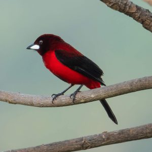 Tours de Avistamiento de Aves