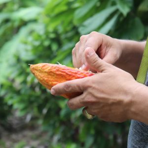 Tour de Cacao: La Candelaria