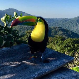 Tours de Avistamiento de Aves